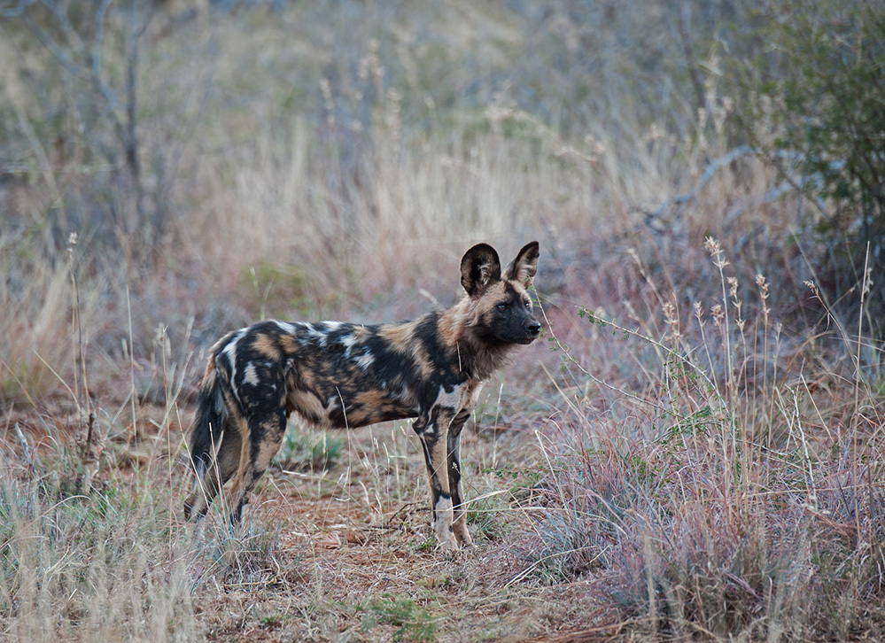 Madikwe Game Reserve African Wild Dog 2